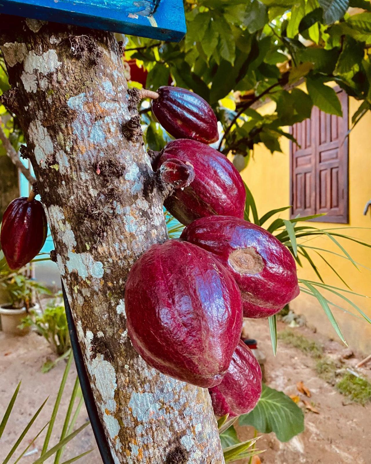 Caraiva Recanto Pousada De Ferias Luaran gambar